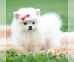 Small Photo #6 Pomeranian Puppy For Sale in WARSAW, IN, USA