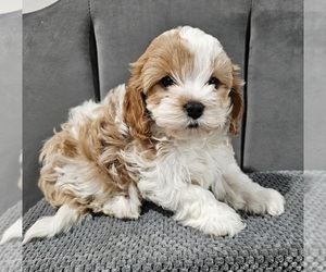 Vizsla Puppy for sale in FAIR GROVE, MO, USA