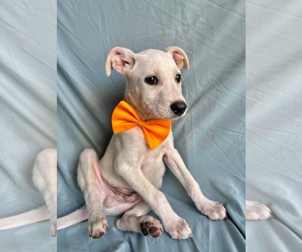 Medium Photo #1 Labrador Retriever-Unknown Mix Puppy For Sale in NYC, NY, USA