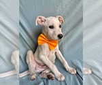 Small Labrador Retriever Mix