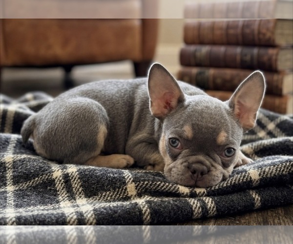 Medium Photo #7 French Bulldog Puppy For Sale in RENTON, WA, USA