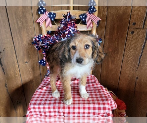 Medium Photo #109 Bernedoodle (Miniature) Puppy For Sale in BLACK FOREST, CO, USA