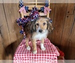 Small Photo #109 Bernedoodle (Miniature) Puppy For Sale in BLACK FOREST, CO, USA