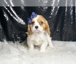 Small #4 Cavalier King Charles Spaniel