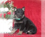 Small #1 German Shepherd Dog