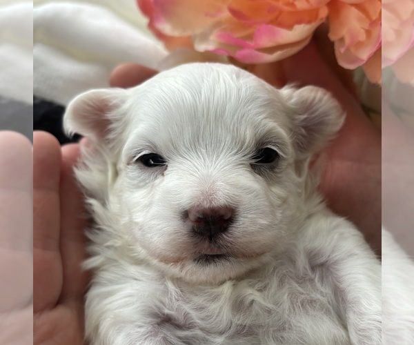 Medium Photo #1 Morkie Puppy For Sale in ROCK STREAM, NY, USA