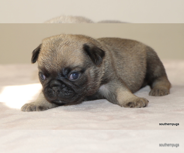 Medium Photo #2 Pug Puppy For Sale in WINNSBORO, TX, USA
