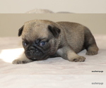 Small #1 Pug