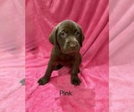 Puppy Puppy 5 Labrador Retriever