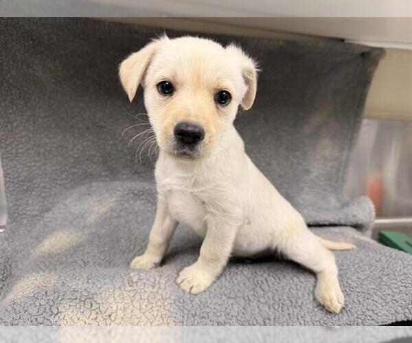 Medium Photo #1 Labrador Retriever-Unknown Mix Puppy For Sale in HESPERIA, CA, USA