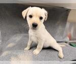 Small Labrador Retriever Mix