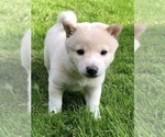 Small Photo #1 Shiba Inu Puppy For Sale in SNOHOMISH, WA, USA