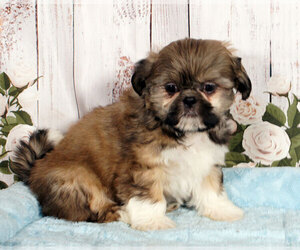 Shih Tzu Puppy for sale in PENNS CREEK, PA, USA