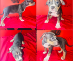 Puppy Puppy 4 American Bully