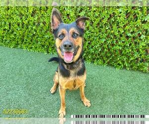 German Shepherd Dog Dogs for adoption in West Palm Beach, FL, USA