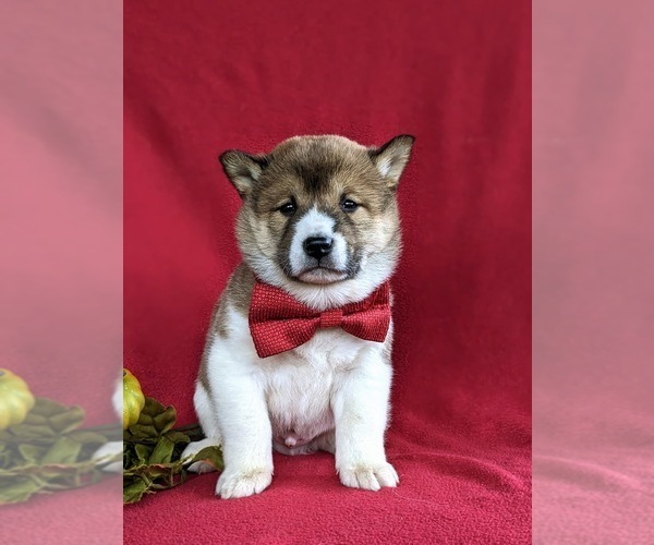 Medium Photo #8 Shiba Inu Puppy For Sale in PEACH BOTTOM, PA, USA