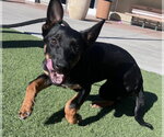 Small Photo #2 Mutt Puppy For Sale in Salinas, CA, USA