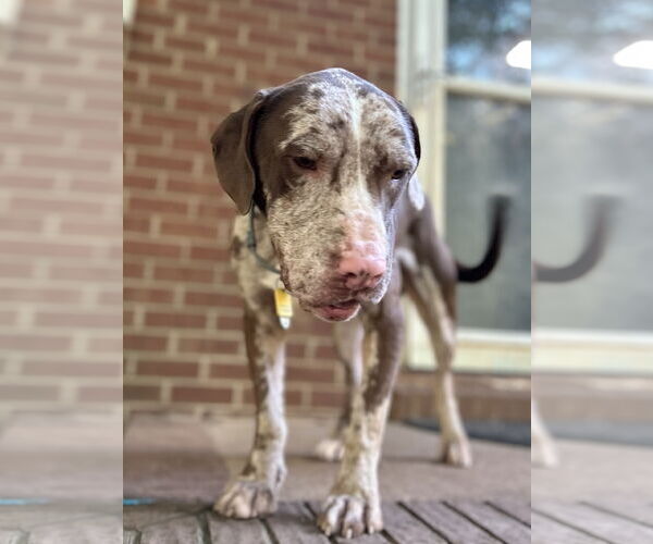 Medium Photo #8 Catahoula Leopard Dog-Unknown Mix Puppy For Sale in Rural Hall, NC, USA
