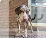 Small #7 Catahoula Leopard Dog Mix