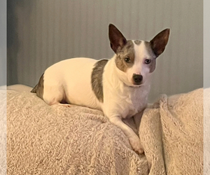 Father of the Chiweenie puppies born on 06/17/2025