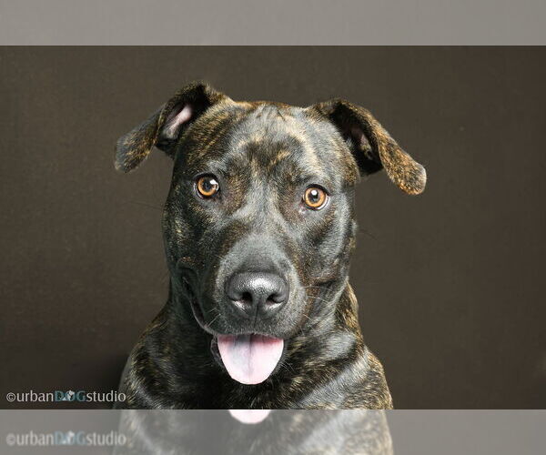 Medium Photo #5 American Staffordshire Terrier-Labrador Retriever Mix Puppy For Sale in Tampa, FL, USA