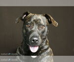 Small #4 American Staffordshire Terrier-Labrador Retriever Mix