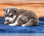Small #7 Pomsky
