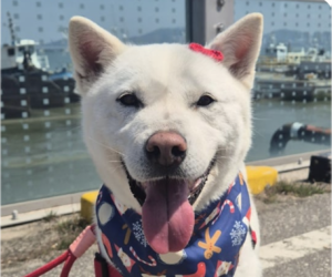 Mutt Dogs for adoption in San Ramon, CA, USA