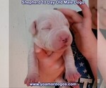Small Photo #18 Dogo Argentino Puppy For Sale in JANE, MO, USA