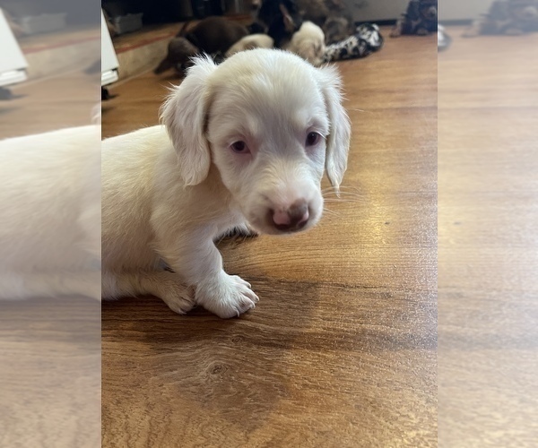 Medium Photo #3 Dachshund Puppy For Sale in ROCK HILL, SC, USA
