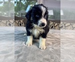 Puppy Girl 2 Australian Shepherd