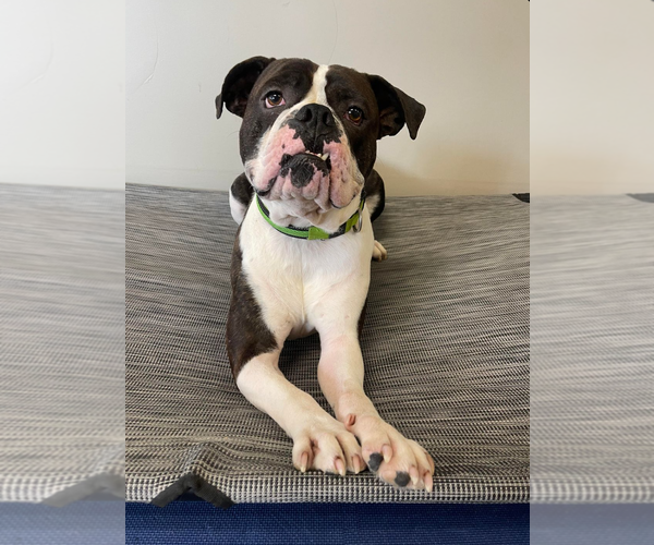 Medium Photo #9 Boxer Puppy For Sale in Burnsville, MN, USA