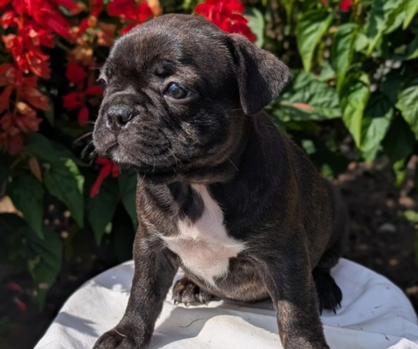 Medium Photo #56 Faux Frenchbo Bulldog Puppy For Sale in GOSHEN, IN, USA