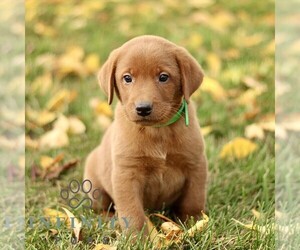 Labrador Retriever Puppy for sale in COATESVILLE, PA, USA