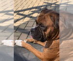 Small #1 Boxer