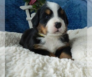 Medium Bernese Mountain Dog