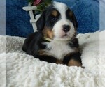 Puppy 5 Bernese Mountain Dog