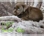 Small Photo #3 Labrador Retriever Puppy For Sale in MARYSVILLE, CA, USA