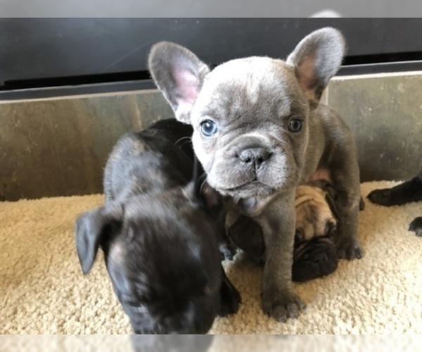 Medium Photo #1 French Bulldog Puppy For Sale in CO SPGS, CO, USA