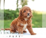 Small #4 Goldendoodle (Miniature)