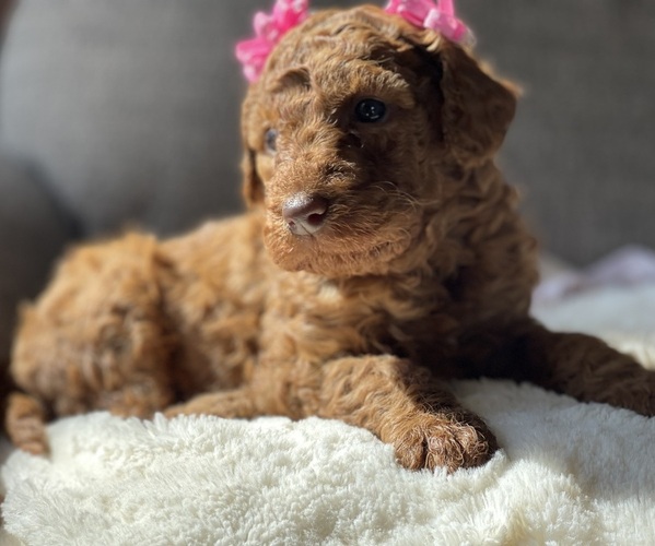 Medium Photo #5 Labradoodle Puppy For Sale in TULARE, CA, USA