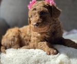 Small Photo #5 Labradoodle Puppy For Sale in TULARE, CA, USA