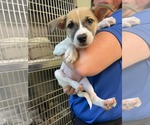 Small #2 Mutt