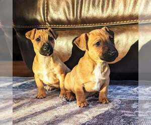 Jack Russell Terrier Puppy for sale in TOPSFIELD, MA, USA