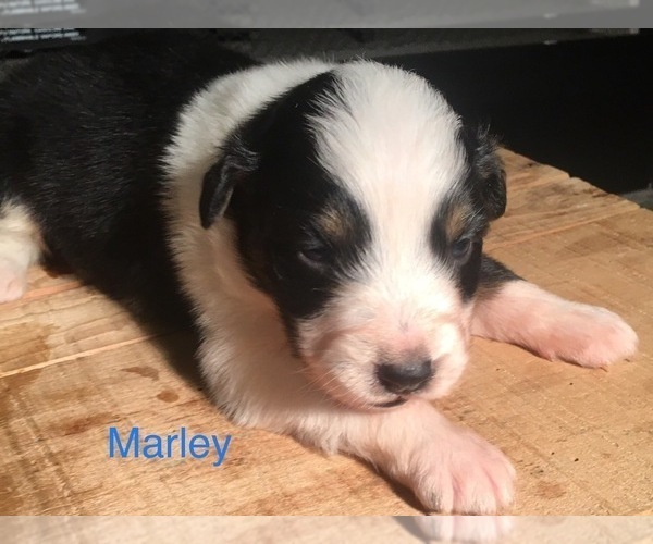 Medium Photo #2 Australian Shepherd Puppy For Sale in ARBA, IN, USA