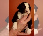 Small Photo #26 American Bulldog Puppy For Sale in MARYVILLE, MO, USA