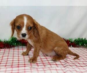 Cavalier King Charles Spaniel Puppy for sale in FREDERICKSBG, OH, USA