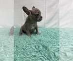 Small Photo #10 French Bulldog Puppy For Sale in CHESAPEAKE, VA, USA