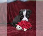 Small #5 Mutt