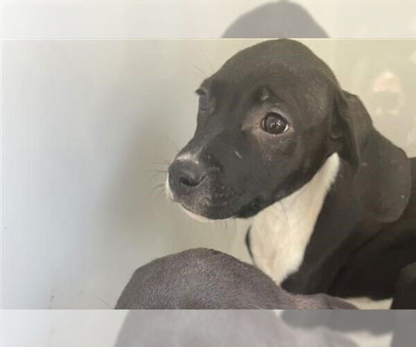 Medium Photo #1 American Pit Bull Terrier-Labrador Retriever Mix Puppy For Sale in Houston, TX, USA